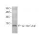 Waf1/Cip1/CDKN1A p21 Antibody (B-2) - Western Blotting - Image 375370