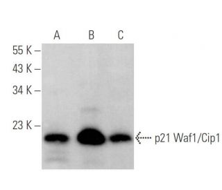 Waf1/Cip1/CDKN1A p21 Antibody (DCS-60) - Western Blotting - Image 375528 