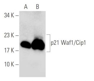 western blotting image from recommended Waf1/Cip1/CDKN1A p21 (F-5) monoclonal antibody replacement. Image 139532