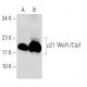 This polyclonal antibody has been discontinued. See our recommended <a href="p21-antibody-f-5">Waf1/Cip1/CDKN1A p21 (F-5)</a> monoclonal antibody (sample data shown). western blotting image from recommended Waf1/Cip1/CDKN1A p21 (F-5) monoclonal antibody replacement. Image 139532