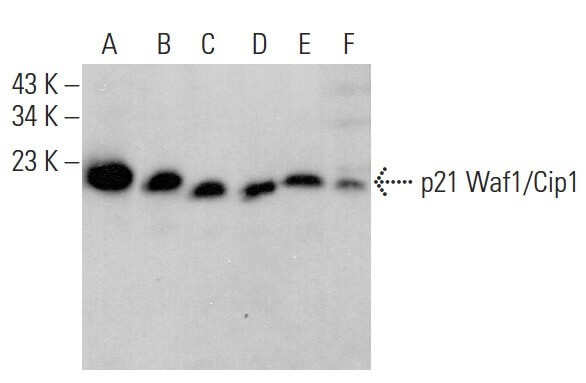 p21-antibody-sx118-western-