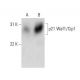 Waf1/Cip1/CDKN1A p21 Antibody (WA-1) - Western Blotting - Image 14285 