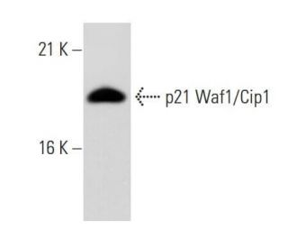 Waf1/Cip1/CDKN1A p21 Antibody (WA-1) - Western Blotting - Image 43967 