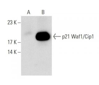 p21 Waf1/Cip1 (SX118): sc-53870. Western blot analysis of p21 Waf1... 