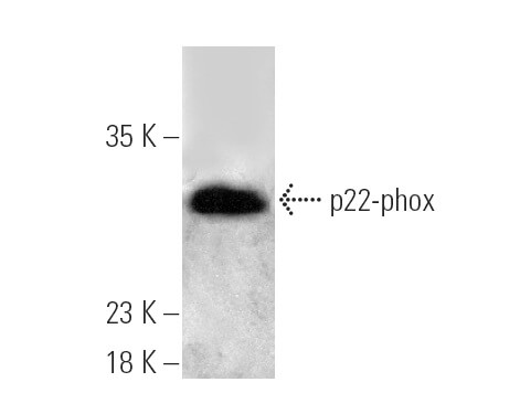 p22-phox Antibody (E-11) | SCBT - Santa Cruz Biotechnology