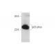 p22-phox Antibody (E-8) - Western Blotting - Image 131238 