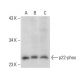 western blotting image from recommended p22-phox (E-11) monoclonal antibody replacement. Image 137632