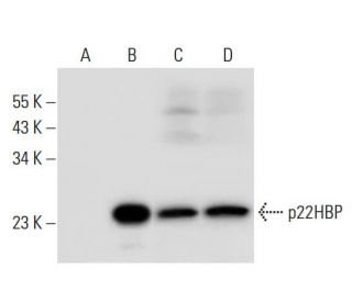 p22HBP Antibody (B-3) - Western Blotting - Image 306571 