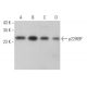 p22HBP Antibody (B-3) - Western Blotting - Image 372062 