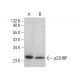 p22HBP Antibody (B-3) - Western Blotting - Image 383969