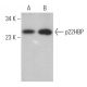 p22HBP Antibody (E-3) - Western Blotting - Image 372046