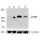 p22HBP Antibody (E-3) - Western Blotting - Image 415533