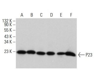 P23 Antibody (B-5) - Western Blotting - Image 381800 