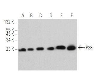 P23 Antibody (G-7) - Western Blotting - Image 374138 