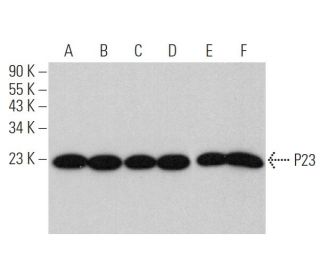 P23 Antibody (JJ6) - Western Blotting - Image 368455 