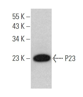 P23 Antibody (JJ6) | SCBT - Santa Cruz Biotechnology