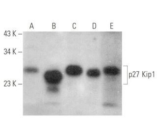CDKN1B/Kip1 p27 Antibody (0.N.491) - Western Blotting - Image 349954 