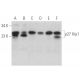 western blotting image from recommended CDKN1B/Kip1 p27 (F-8) monoclonal antibody replacement. Image 372750