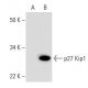 CDKN1B/Kip1 p27 Antibody (D-2) - Western Blotting - Image 294541
