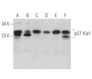 western blotting image from recommended CDKN1B/Kip1 p27 (F-8) monoclonal antibody replacement. Image 372750