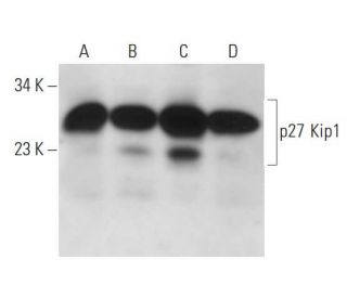 CDKN1B/Kip1 p27 Antibody (SX18F7) - Western Blotting - Image 14579