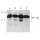 CDKN1B/Kip1 p27 Antibody (SX18F7) - Western Blotting - Image 14579