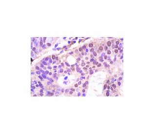 P2P-R Antibody (M56) - Immunohistochemistry - Image 3581 