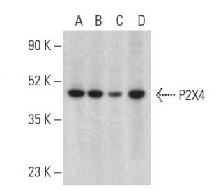 P2X4 Antibody (D-3) - Western Blotting - Image 399407