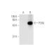 P2X6 Antibody (H-6) - Western Blotting - Image 62691