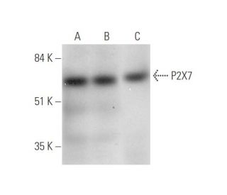 western blotting image from recommended P2X7 (D-1) monoclonal antibody replacement. Image 333641