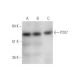western blotting image from recommended P2X7 (D-1) monoclonal antibody replacement. Image 333641
