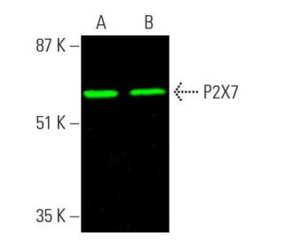 P2X7 Antibody (D-1) - Western Blotting - Image 378849