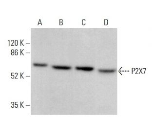 P2X7 Antibody (D-1) - Western Blotting - Image 378778