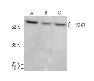P2X7 Antibody (D-1) - Western Blotting - Image 378779
