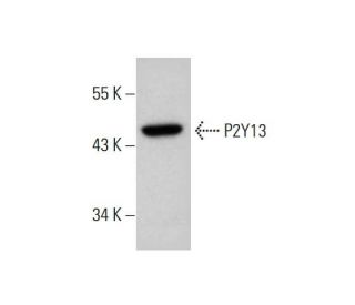 western blotting image from recommended P2Y13 (6G12E10) monoclonal antibody replacement. Image 384244