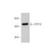 western blotting image from recommended P2Y13 (6G12E10) monoclonal antibody replacement. Image 384244