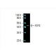 P2Y2 Antibody (E-3) - Western Blotting - Image 392792