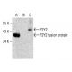 P2Y2 Antibody (H-5) - Western Blotting - Image 396360