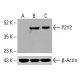 P2Y2 Antibody (H-5): sc-518121. Western blot analysis of P2Y2 expression in untreated (A) and chemically-treated (B, C) HCT-116 whole cell lysates. Detection reagent used: m-IgGκ BP-HRP: sc-516102. β-Actin (C4): sc-47778 used as loading control. Detection reagent used: m-IgG Fc BP-HRP: sc-525409. P2Y2 Antibody (H-5) - Western Blotting - Image 416148