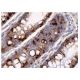 immunohistochemistry image from recommended p300 (F-4) monoclonal antibody replacement. Image 156757