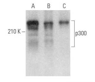 p300 Antibody (NM11) - Western Blotting - Image 354057 