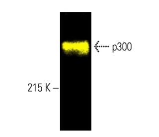 p300 Antibody (NM11) - Western Blotting - Image 403330The Double Nickase Plasmid features a U6 promoter for sgRNA expression, a 20 nt targeting sequence, and a gRNA scaffold to guide Cas9n. It includes a CBh promoter for Cas9n (D10A) and puromycin resistance, GFP for transfection verification, and nuclear localization signals (NLS). The 2A peptide allows co-expression of Cas9n and Puro from a single promoter, enabling precise genome editing with reduced off-target effects.