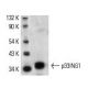 p33ING1 Antibody (CAb 3) - Western Blotting - Image 181