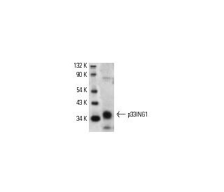 p33ING1 Antibody (CAb 9) - Western Blotting - Image 183 