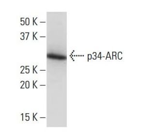 p34-ARC Antibody (14X-07) - Western Blotting - Image 34294