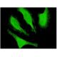 p35 Antibody (4G11) - Immunofluorescence - Image 346131 