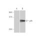 p35 Antibody (4G11) - Western Blotting - Image 347596