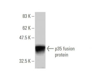 p35 Antibody (4G11) - Western Blotting - Image 348979 