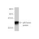 p35 Antibody (4G11) - Western Blotting - Image 348979 