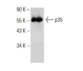 western blotting image from recommended p35 (B-1) monoclonal antibody replacement. Image 385350
